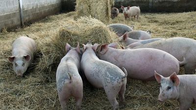 Más brotes de fiebre porcina en una de las principales regiones de cerdos de China