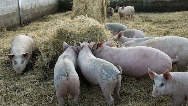Más brotes de fiebre porcina en una de las principales regiones de cerdos de China