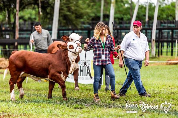 Braford Junior y Caprof organizan el curso técnico ganadero “Produciendo más terneros”