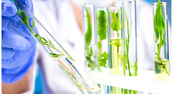 La Nación / Vacunas nacidas de plantas