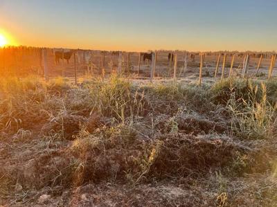 Recomiendan utilizar sales proteicas para aprovechar pasturas afectadas por heladas tempranas