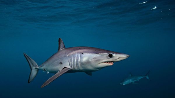 Conservacionistas critican la falta de protección del tiburón marrajo
