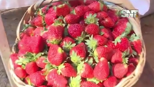 Areguá: Sigue la atractiva Feria de Frutillas - SNT