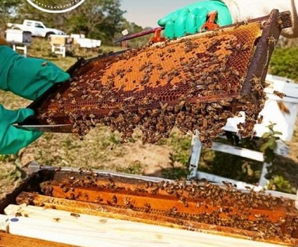 Las abejas, los verdaderos héroes polinizadores | El Independiente