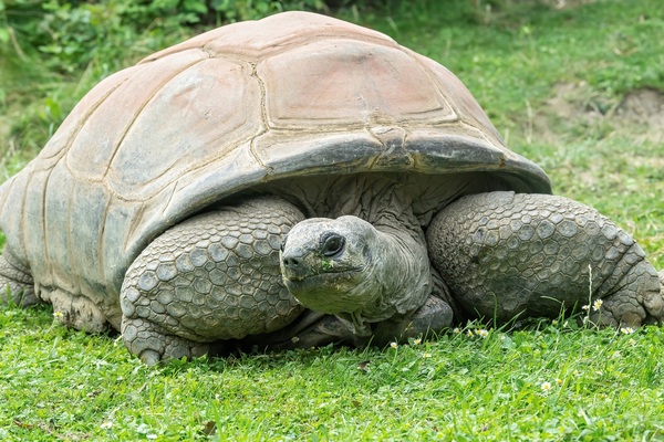 Fallece la tortuga Schurli, el animal más longevo del zoológico de Viena | El Independiente
