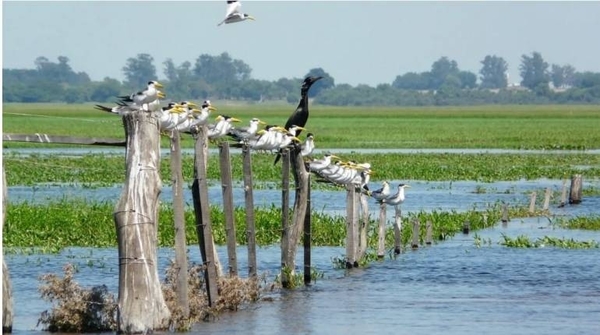 Diario HOY | El lado salvaje, Safari en los esteros de Iberá