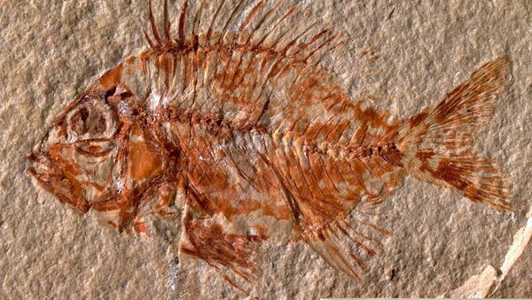 México: Hallan especie de pez que vivió hace 95 millones de años