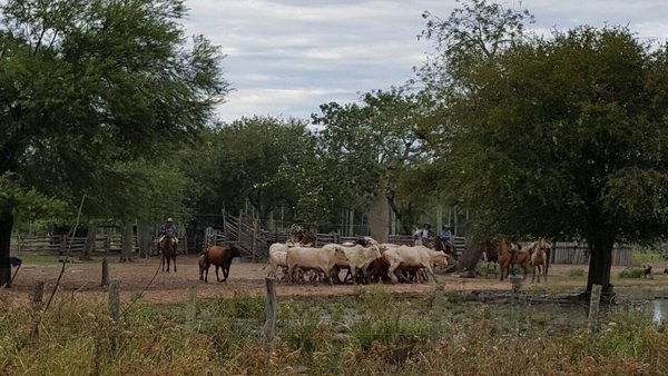 Abigeos siguen aplicando golpes en el norte - Megacadena — Últimas Noticias de Paraguay