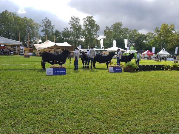 Arranca la Expo Brangus, presencial y digital con APP propia - Nacionales - ABC Color