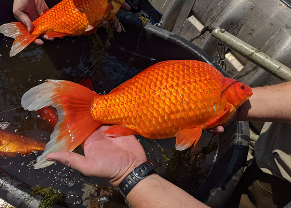 ¿Por qué las autoridades no quieren a los mega peces dorados en los lagos de Minnesota?