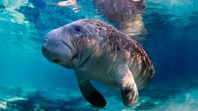 Cientos de manatíes están muriendo en las costas de Florida: Descubrí por qué