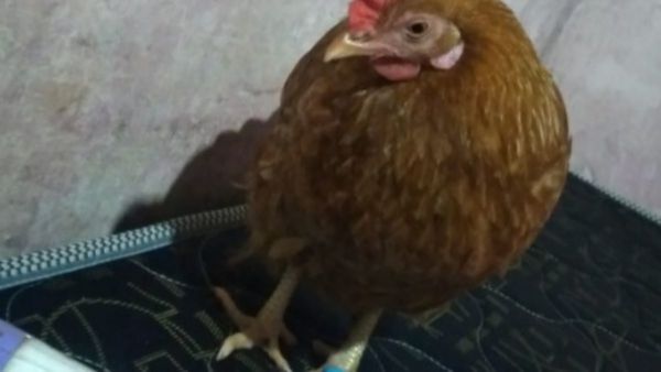 Buscan a "Eva Luna", la gallinita mascota desaparecida en Yaguarón