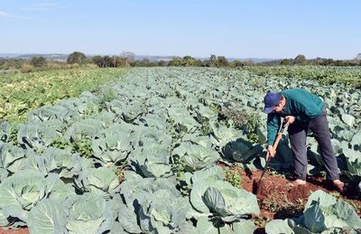 Riego subterráneo para horticultores - Nacionales - ABC Color