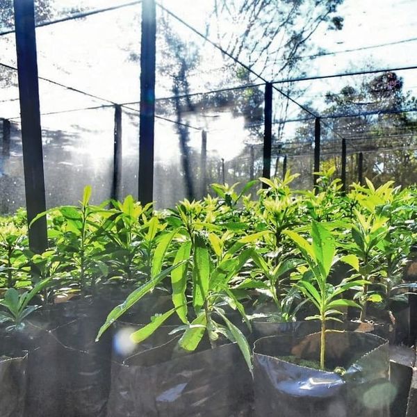 Vivero de Itaipú produjo 721.485 plantines en el primer semestre - ABC en el Este - ABC Color