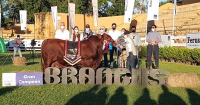 La Nación / Brangus arranca hoy su nacional de invierno con genética de punta