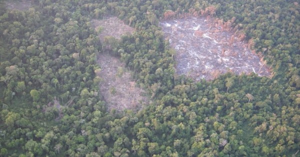 La Nación / Ni la pandemia detiene la destrucción de los bosques en las reservas