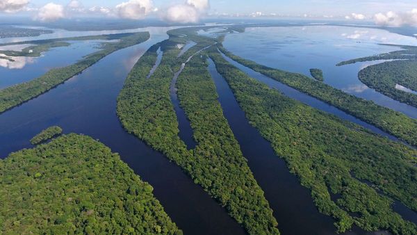 Algunas zonas del Amazonas emiten más carbono del que absorben