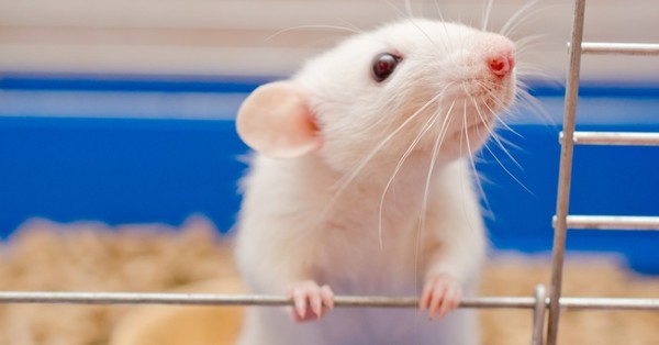 Polémica científica por investigadores chinos que realizaron experimento para que ratas machos tuvieran crías - SNT