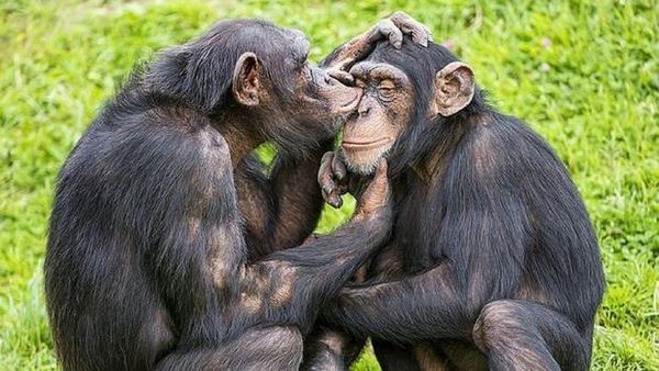 Los chimpancés, amenazados también por los trastornos mentales