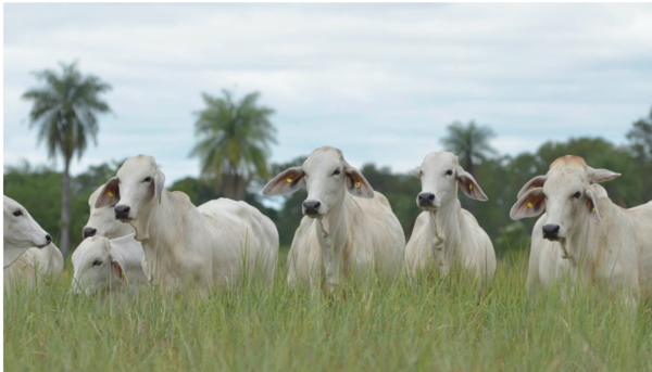 Everdem y Sola Marca preparan dos ferias con 5.000 hembras tipo Brahman y Brangus