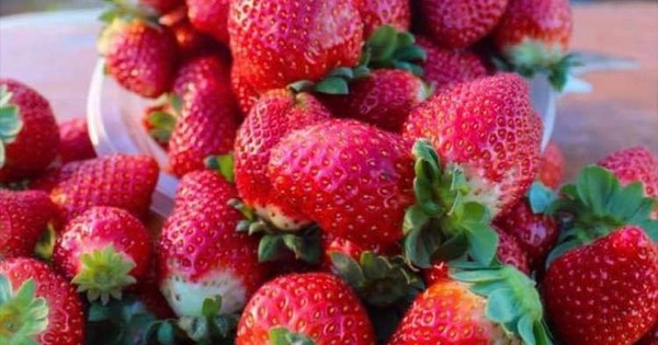 La Nación / Campaña “coseche, pese y pague”: invitan a disfrutar de un domingo en Areguá alrededor de frutillas