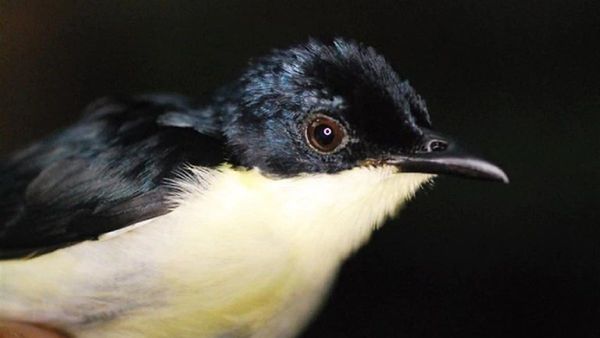 Científicos descubren una nueva especie de ave en bosques de Papúa