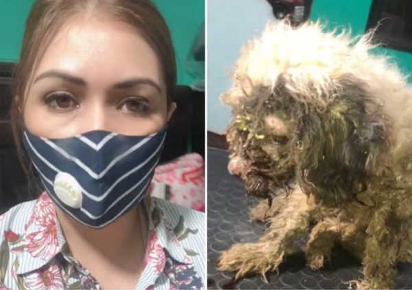La indignación de una rescatista ante dos perritos con dueños que vivían en crueles condiciones - Megacadena — Últimas Noticias de Paraguay