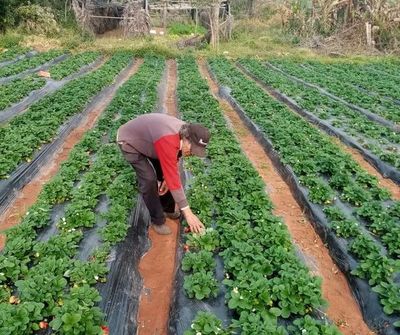 Lluvia trae esperanza al sector productivo de Paraguarí - Nacionales - ABC Color