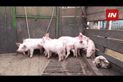PEQUEÑOS PRODUCTORES DE FRAM RECIBIERON LECHONES POR PARTE DEL MAG