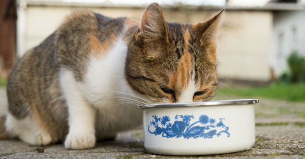 En Australia quieren decretar “toque de queda” para los gatos - SNT