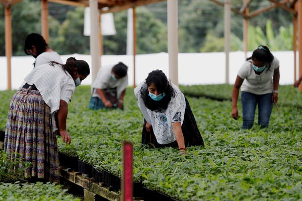 La FAO alista un programa de 66 millones de dólares para la agricultura de Guatemala - MarketData