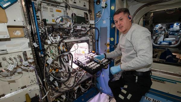 Adiviná qué están cultivando los astronautas de la NASA a bordo de la EEI