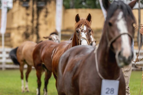Curiosidades sobre los caballos que te dejarán boquiabierto | El Independiente