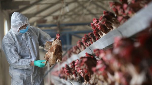 China reporta un caso de infección humana por la cepa H5N6 de gripe aviar | Ñanduti