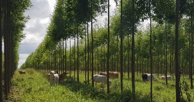 La Nación / Invasión de propiedad privada con reforestación pone en riesgo inversiones