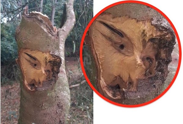 Crónica / Conmoción por rostro en un árbol caído
