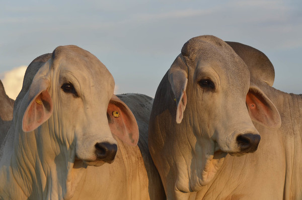 Brahman Junior realiza charla sobre fertilización in vitro para multiplicar ingresos en la ganadería