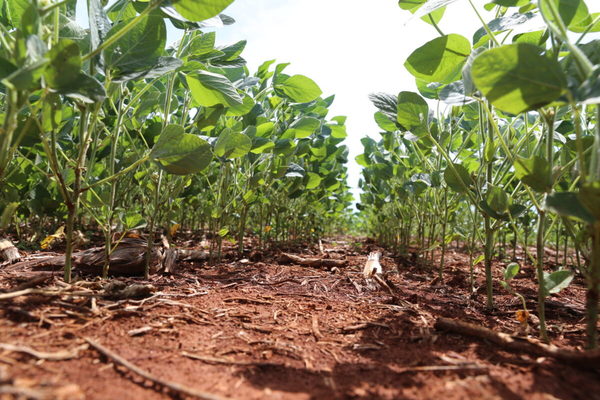 Crecimiento rural: aumentan fincas con cultivos de soja de agricultores de menor escala