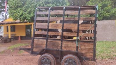 Escribana apresó vacas de una abuelita porque entraron a su propiedad