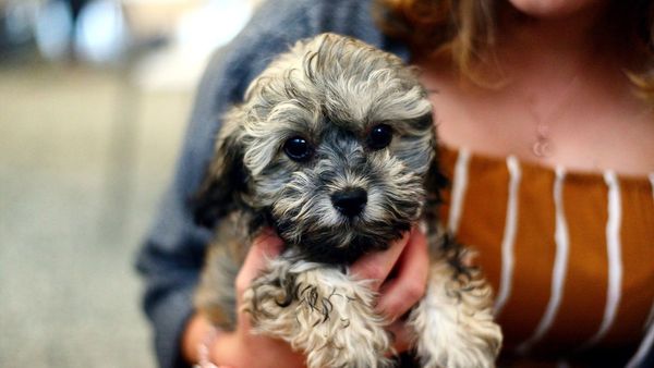 Domesticación del perro cambió su apariencia y mente, según estudio