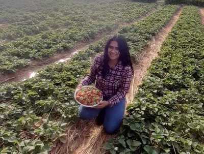 Joven emprendedora apuesta a la producción de frutilla en Cordillera | .::Agencia IP::.