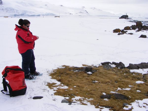 En busca del secreto de las dos únicas plantas que crecen en la Antártida | El Independiente