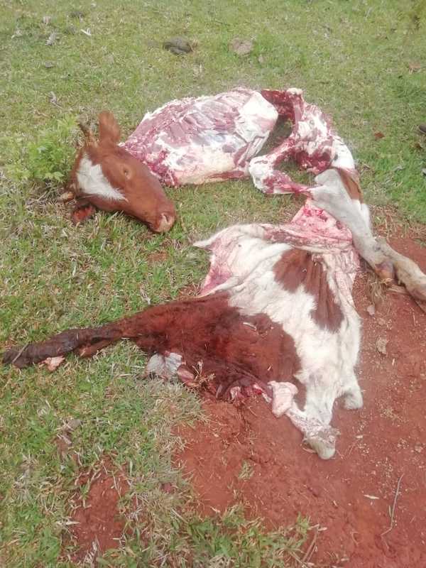 Cuatreros matan y faenan vaca en un establecimiento ganadero - La Clave