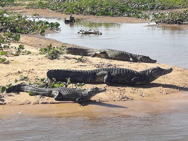 Bellezas del Pantanal en el Alto Paraguay - Nacionales - ABC Color