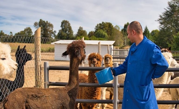 Diario HOY | Anticuerpos de alpacas y burros, una pista terapéutica contra el covid-19