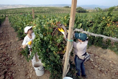 IICA resalta la agricultura orgánica para la contribuir a la inclusión de género - MarketData