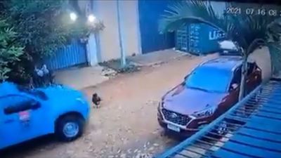 Móvil de la ANDE arrolló y mató a perrito en Fernando