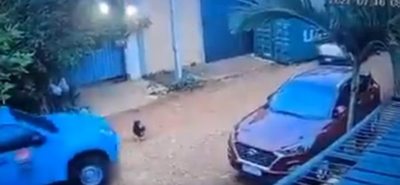 Indignación en redes: Camioneta de la ANDE atropella a un perro - Nacionales - ABC Color