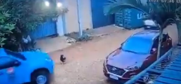 Indignación en redes: Camioneta de la ANDE atropella a un perro - Nacionales - ABC Color