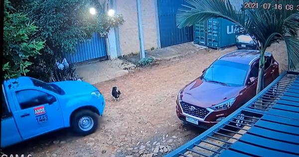 Funcionario de la ANDE atropelló a un perro y desapareció sin ayudar